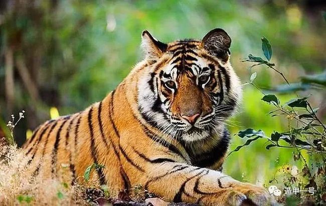 022年属虎女人运势，2022