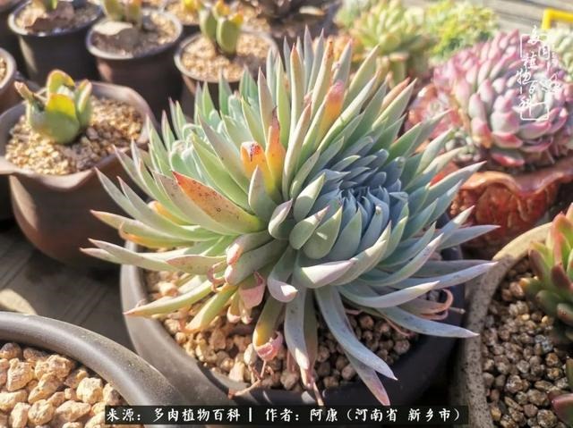 属龙的哪天出生最苦，属龙生在几月最命苦