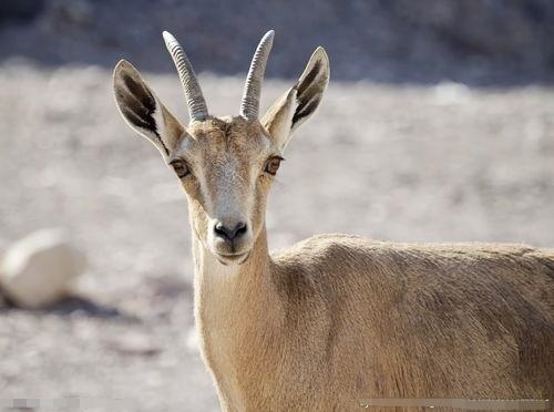 1年属羊女30岁必定离婚，女羊男羊2022