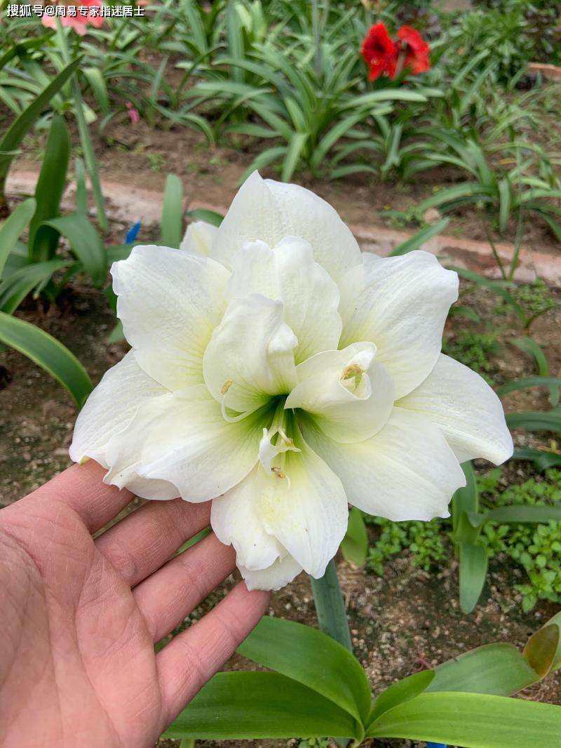 022年41岁属什么，1981年属鸡的贵人是谁"