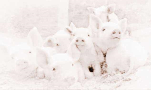 995年属猪人最难熬年龄，属猪女孩最吉利的名字"