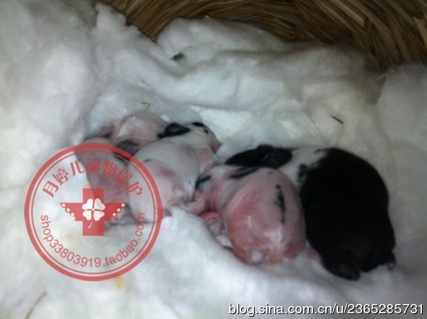 7兔和92猴生什么宝宝，92年属猴男和87年属兔女"