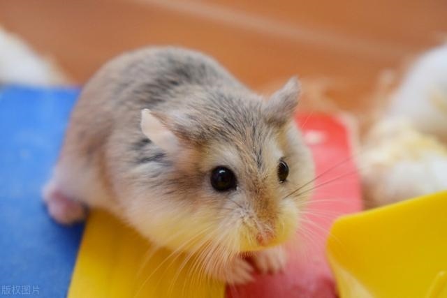 怎么看侏儒兔的年龄，垂耳兔和侏儒兔哪个好