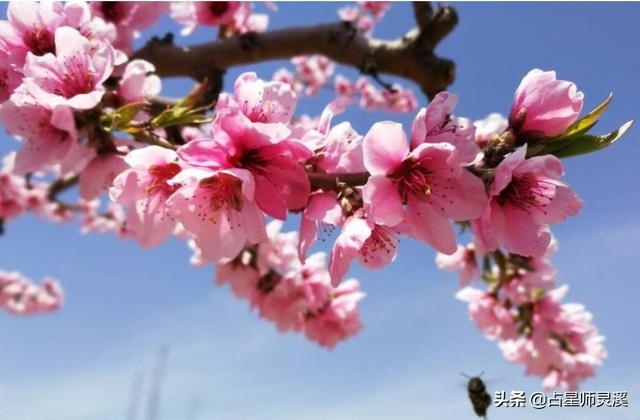 有正缘桃花一定会结婚吗，正缘桃花2朵