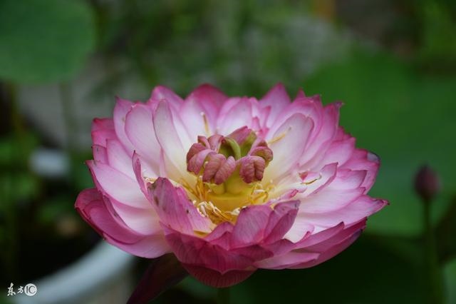 982年属狗40岁运气好不好，82年属狗40岁以后婚姻"