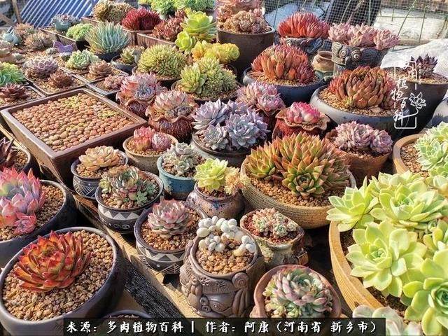 属龙的哪天出生最苦，属龙生在几月最命苦