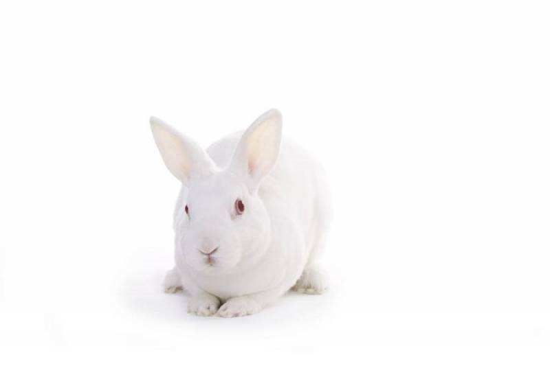 属兔都有哪年出生的，属兔的出生年份有哪些