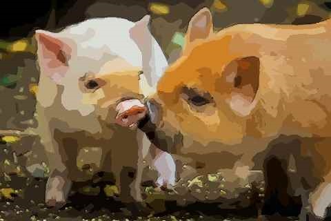 983年属猪女2022运程,1983年属猪人2022年运势及运程"