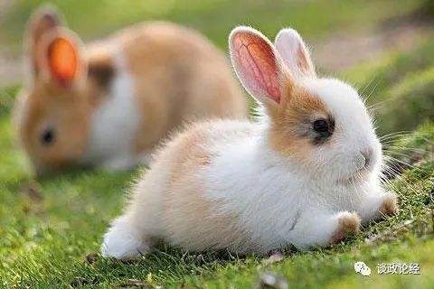 022年属兔人结婚吉日，2022年属猪女结婚大利月"