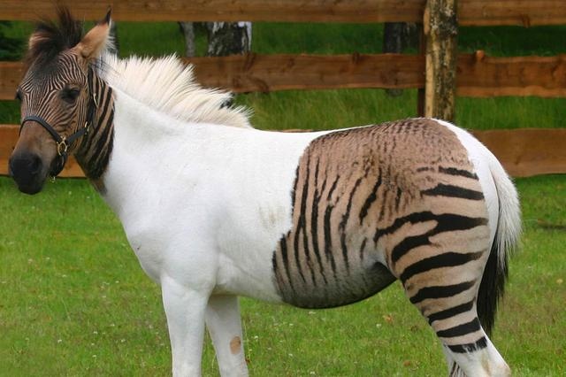 马和马配对怎么不好，夫妻两人都属马相克吗