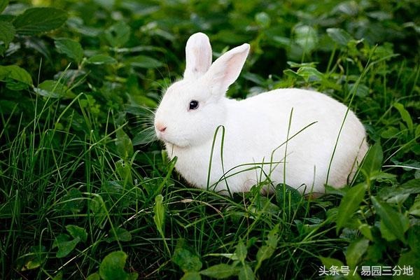 兔年出生那个时辰好，属兔人几日出生大富大贵