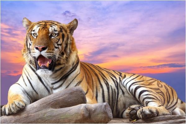 虎宝宝忌什么属相兄妹,2022年属虎几月出生好