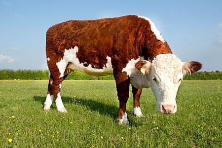 哪几个属相是大属相，哪几个属相好