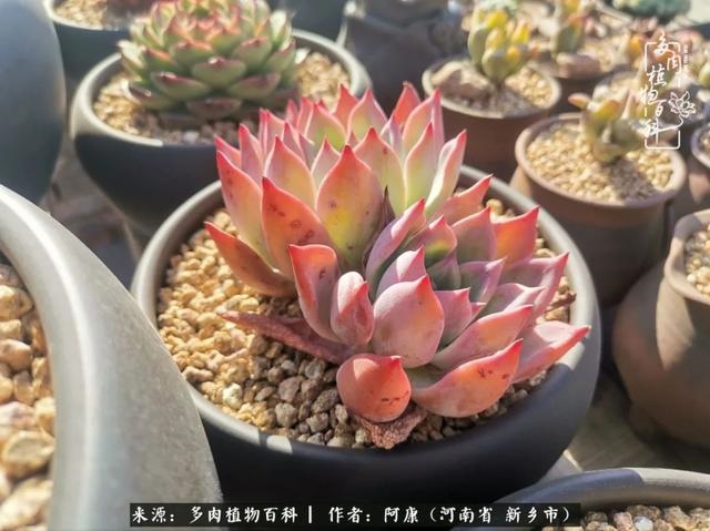 属龙的哪天出生最苦，属龙生在几月最命苦