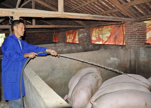 十二生肖排序年龄2022牛和狗，2022年属什么生肖表