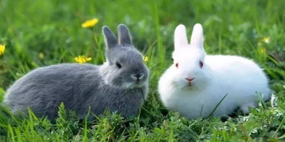 975年属兔的运势，1975年属兔的一生运势"