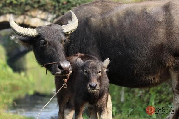 5年属兔女一生婚姻,75年属兔的婚姻"