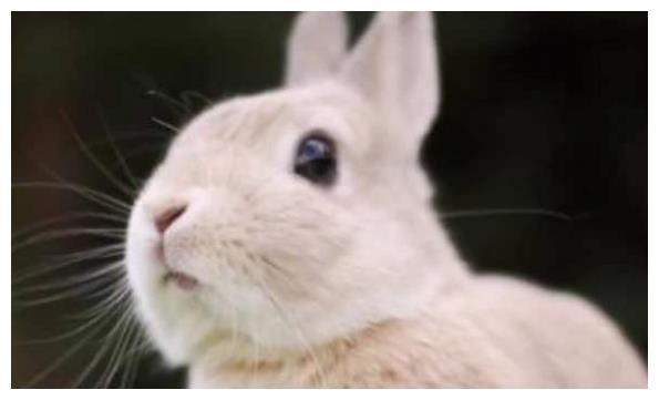 987年属兔的今年多少岁了，87年属兔34岁有一劫2022"