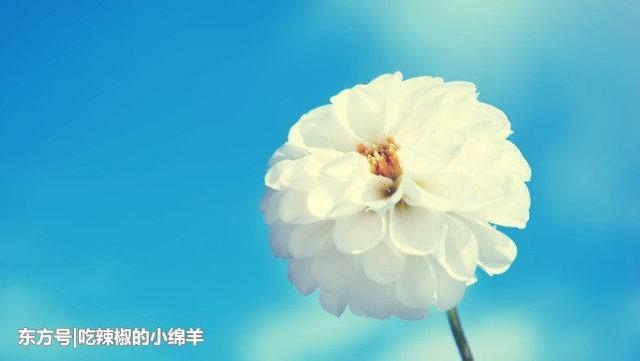 离婚次数最多的生肖女，二婚成皇后的生肖女