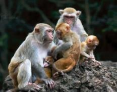 十二属相排行的顺序，十二生肖的贵人属相