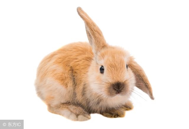 975年属兔一生有几次大运，1975属兔2022年每月"