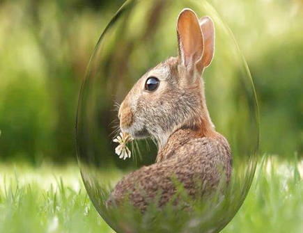 022年属兔下半年事业，2022年生肖兔运势完整版"