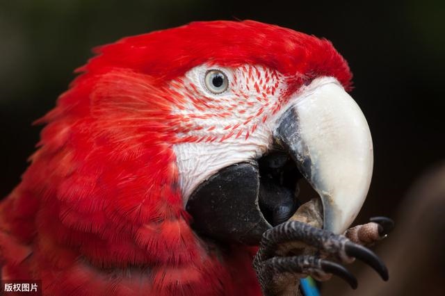 3年属兔人寿命有多长，兔的平均寿命是多少"