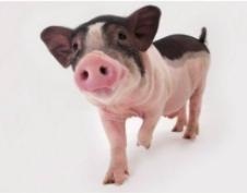 十二属相排行的顺序，十二生肖的贵人属相