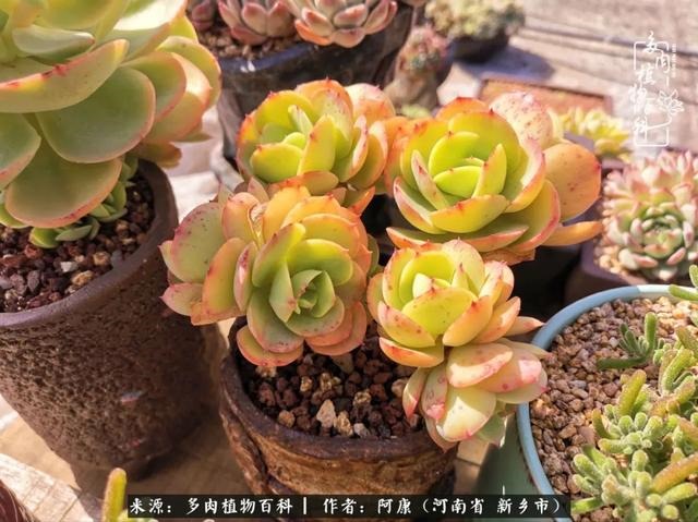 属龙的哪天出生最苦，属龙生在几月最命苦