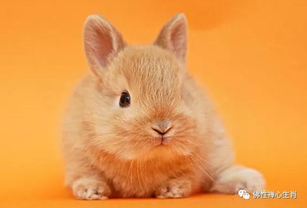 9年属兔哪年结婚,99年属兔更佳结婚年龄"