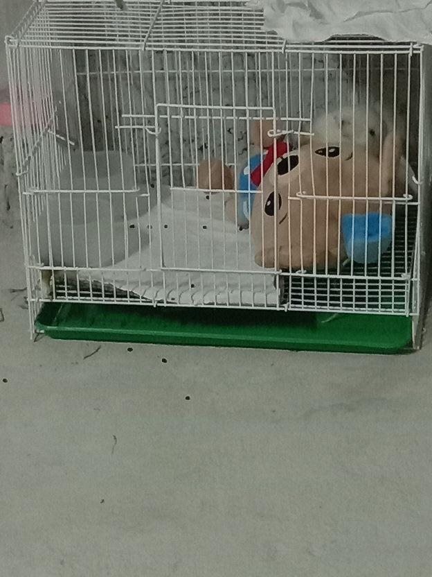 兔子一次睡多久，小白兔睡觉睡几个小时