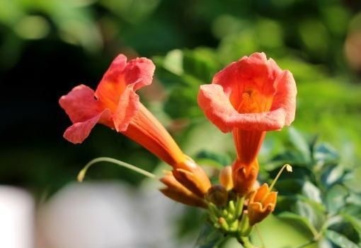 999年属兔男孩更佳结婚年龄,1960年女鼠2022