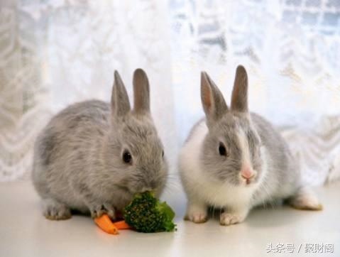 兔人2022年下半年运势，属兔未来5年运势走向