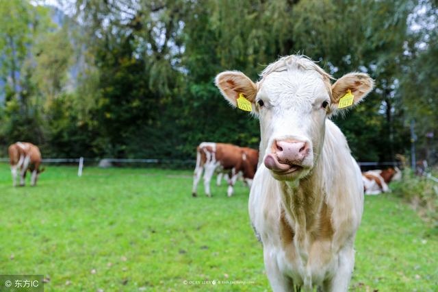 997属牛最难熬的年龄命,1997年属牛男的更佳配偶"