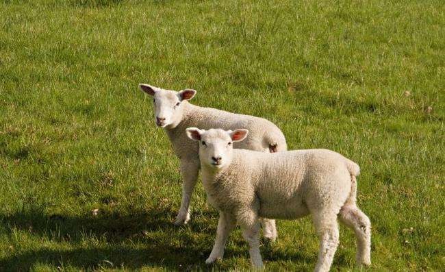 022年属羊的贵人是谁，2022年属鼠人的全年运势"