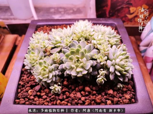 属龙的哪天出生最苦，属龙生在几月最命苦