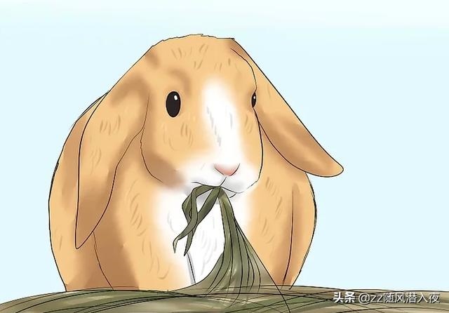 兔子今年多大年纪，2022 年属兔的几岁