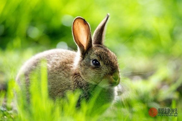 7属兔女人一生有几次婚姻，87年属兔2022