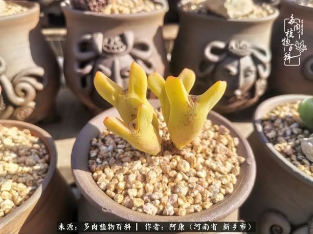 属龙的哪天出生最苦，属龙生在几月最命苦