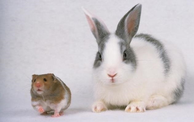 生肖属兔人今日运势查询，2022 属兔人全年运势女