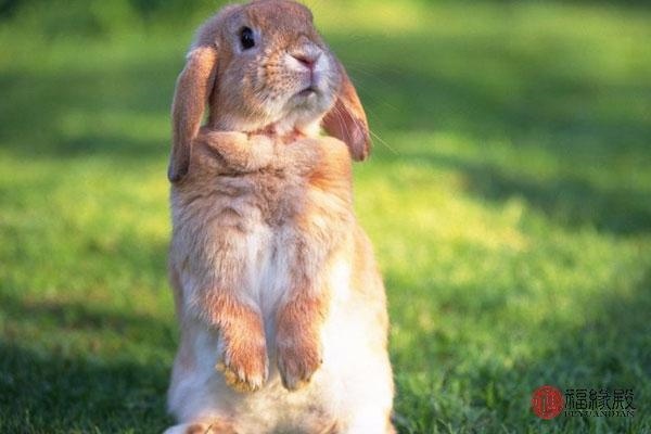 987属兔男更佳配偶属相，1991属羊女和1987属兔男"