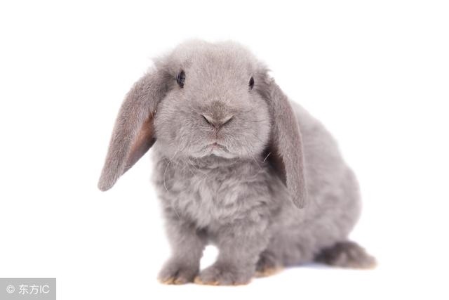 975年属兔一生有几次大运，1975属兔2022年每月"