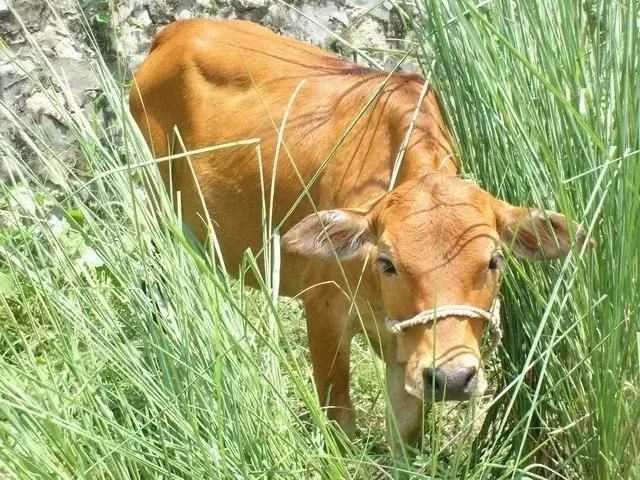 十二生肖的特征及属性，十二生肖最全属性表图