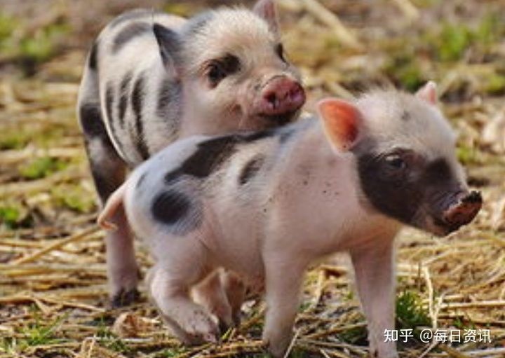 猪2022年运势完整版，2022年12生肖运势排名