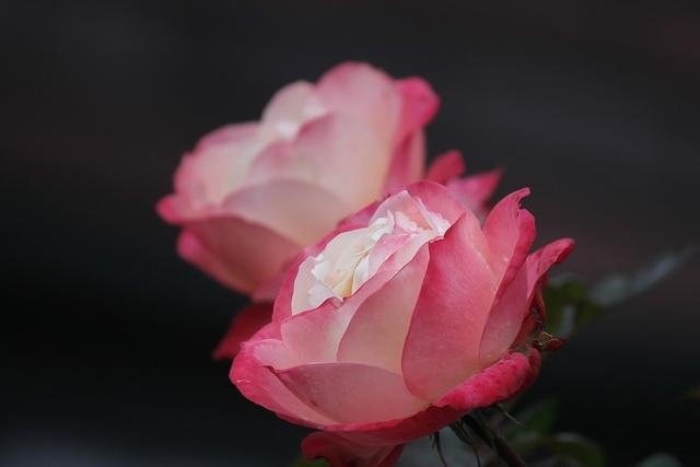 属兔人6月的命运如何，属兔几月生是一等命