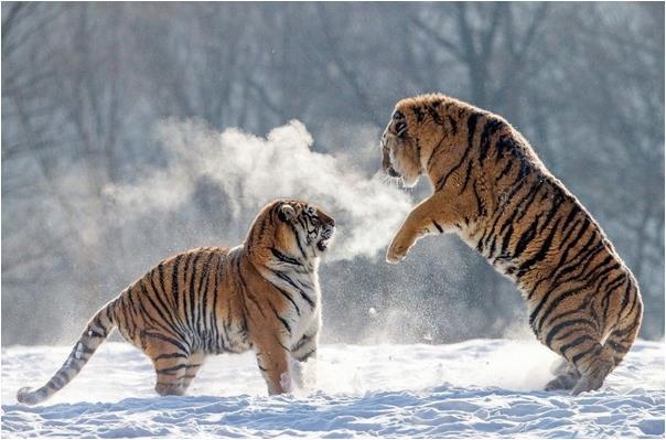 今年有牢狱之灾的属相,属猪人2022 年牢狱之灾