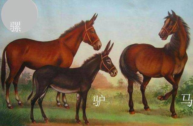 马和马配对怎么不好，夫妻两人都属马相克吗