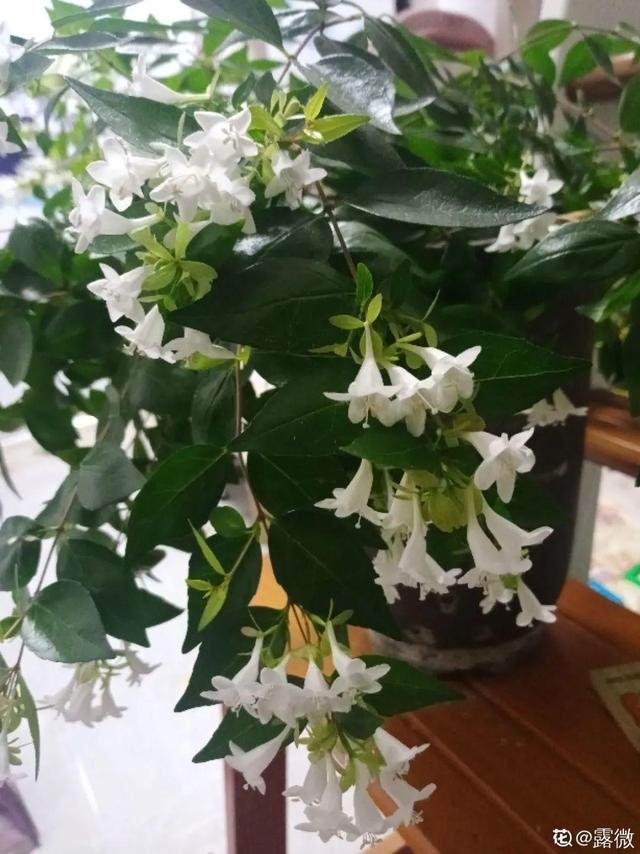 为什么属兔和属龙相害，生肖中为何属兔与属龙犯冲