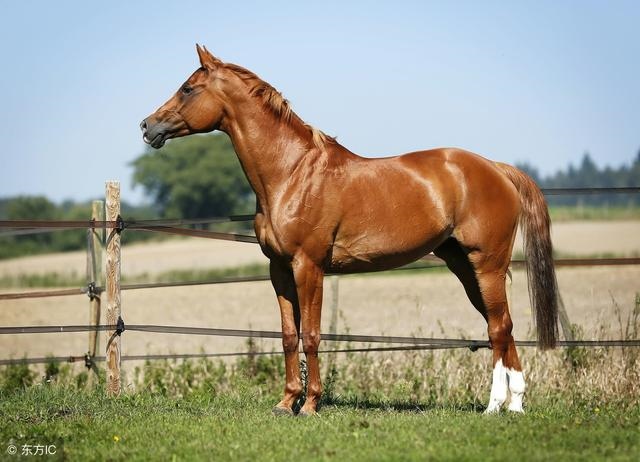 022年喜事接二连三生肖马，2022年容易生女儿的生肖"