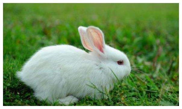 987年4月属兔是什么命,属兔男1987年闰四月什么命"